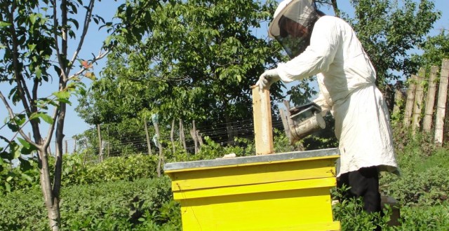 Angajez apicultor