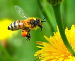 9 motive pentru a consuma polen