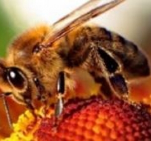 Apicultura - Dambovita